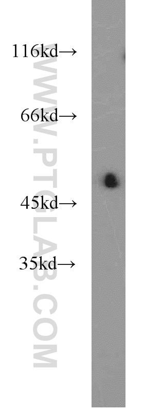 Western Blot (WB) analysis of mouse kidney tissue using NPT1 Polyclonal antibody (20751-1-AP)