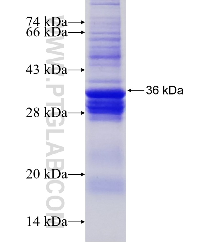 NPT1 fusion protein Ag12819 SDS-PAGE