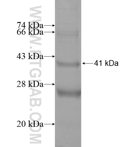 SLC17A2 fusion protein Ag12770 SDS-PAGE