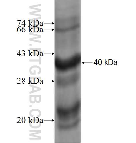 SLC17A3 fusion protein Ag9526 SDS-PAGE
