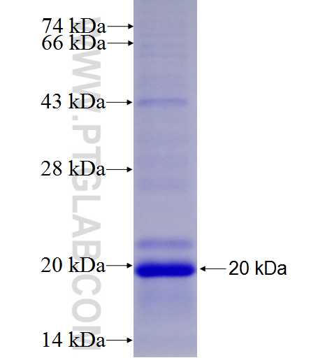 SLC17A3 fusion protein Ag9708 SDS-PAGE