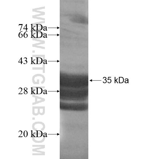 SLC17A4 fusion protein Ag15736 SDS-PAGE