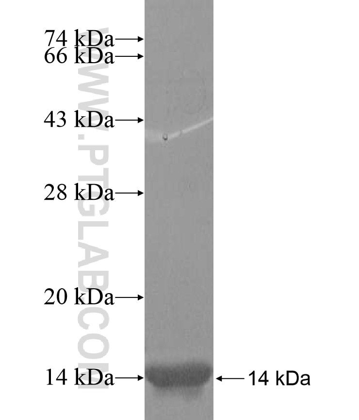 SLC17A4 fusion protein Ag17197 SDS-PAGE