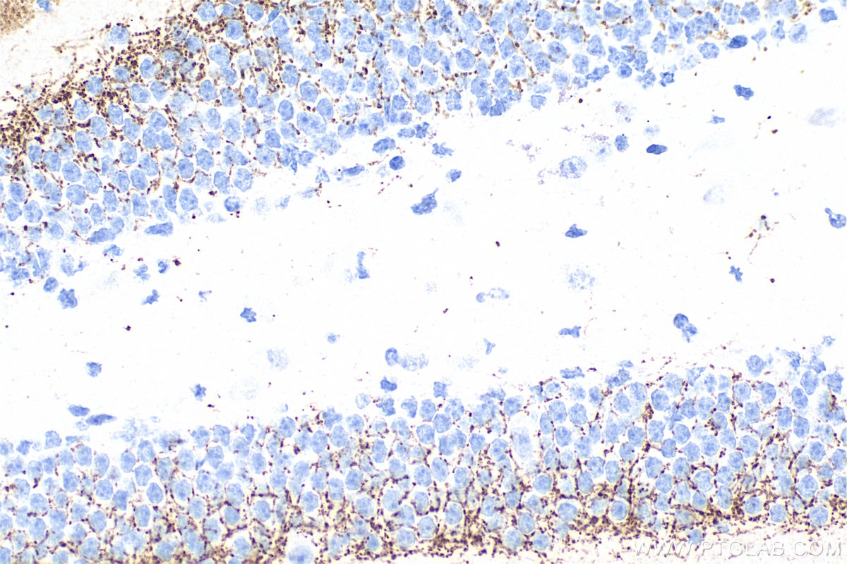 Immunohistochemical analysis of paraffin-embedded mouse brain tissue slide using 84083-2-RR (VGLUT2 antibody) at dilution of 1:2000 (under 40x lens). Heat mediated antigen retrieval with Tris-EDTA buffer (pH 9.0). Immunohistochemistry (IHC) staining of mouse brain tissue using VGLUT2 Recombinant monoclonal antibody (84083-2-RR)