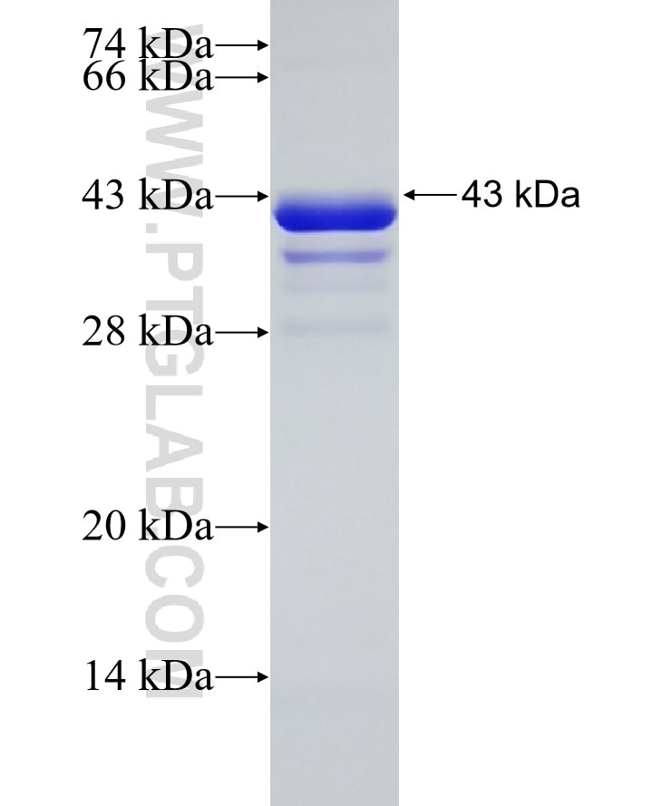 SLC17A6 fusion protein Ag29565 SDS-PAGE