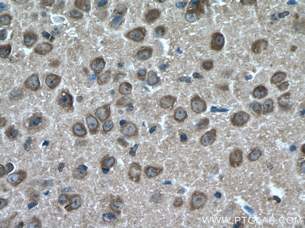 IHC staining of mouse brain using 55491-1-AP
