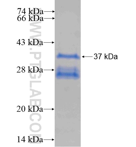 SLC18A1 fusion protein Ag14131 SDS-PAGE