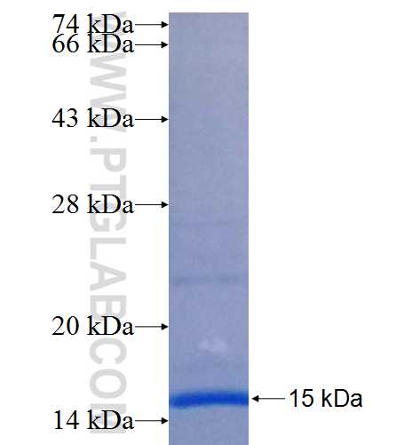 SLC18A3 fusion protein Ag25153 SDS-PAGE