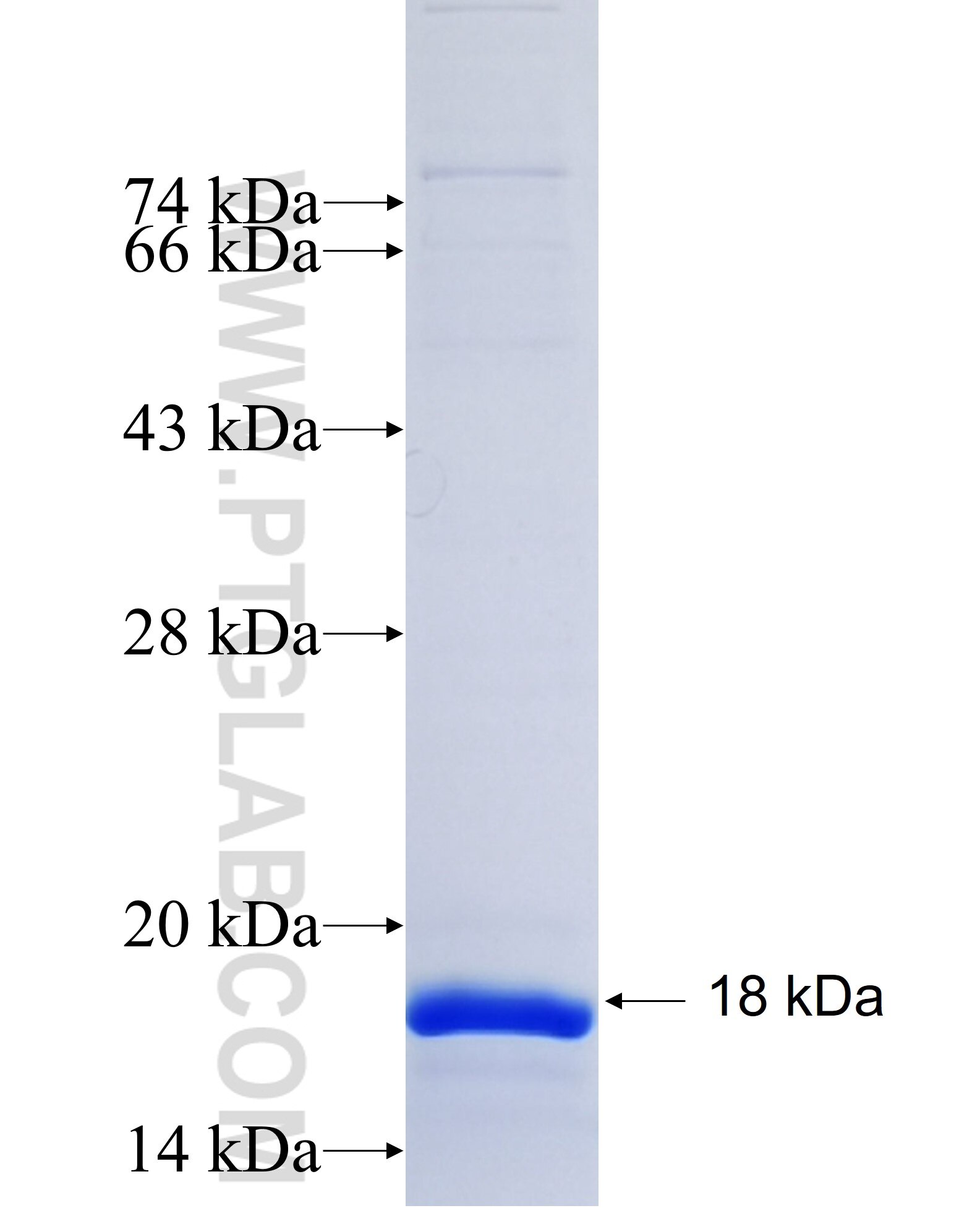 SLC18A3 fusion protein Ag25153 SDS-PAGE