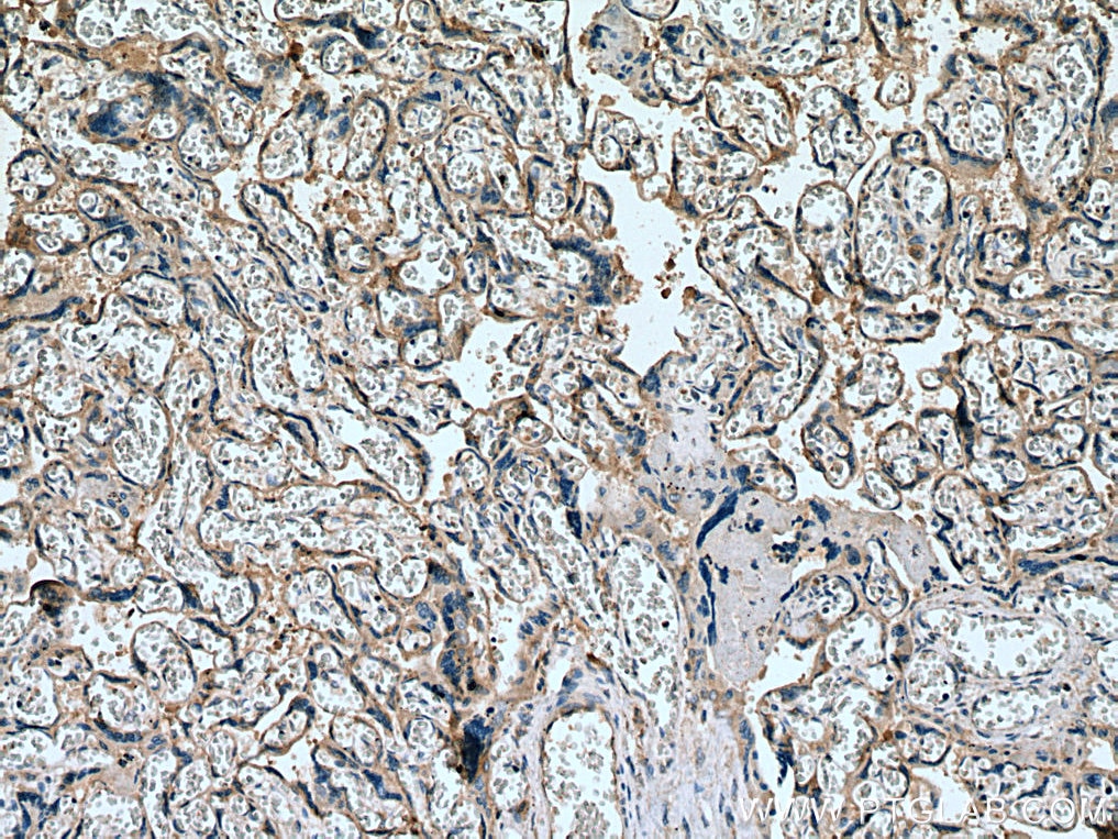 IHC staining of human placenta using 25958-1-AP