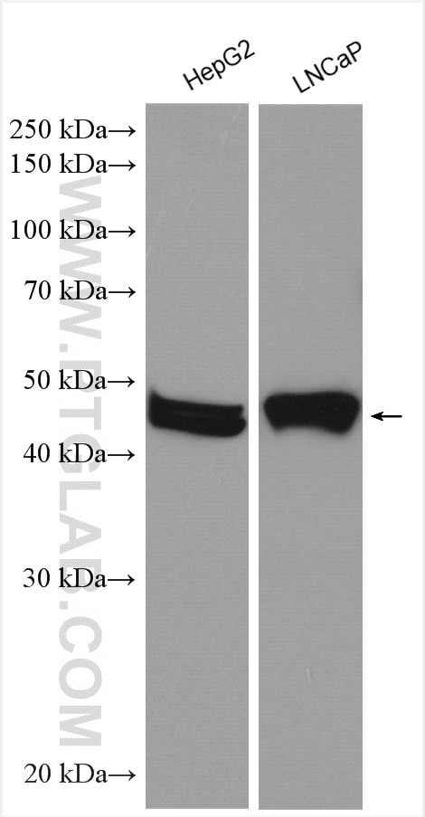 Western Blot (WB) analysis of various lysates using SLC19A1 Polyclonal antibody (25958-1-AP)
