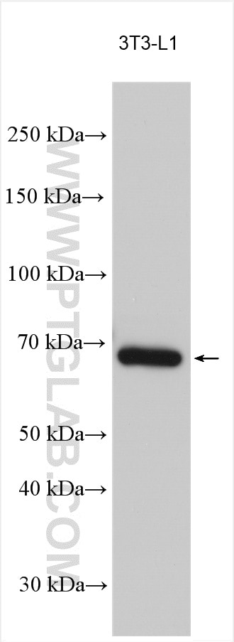 Western Blot (WB) analysis of various lysates using SLC19A3 Polyclonal antibody (13407-1-AP)