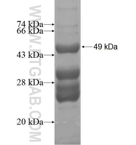 SLC19A3 fusion protein Ag4053 SDS-PAGE