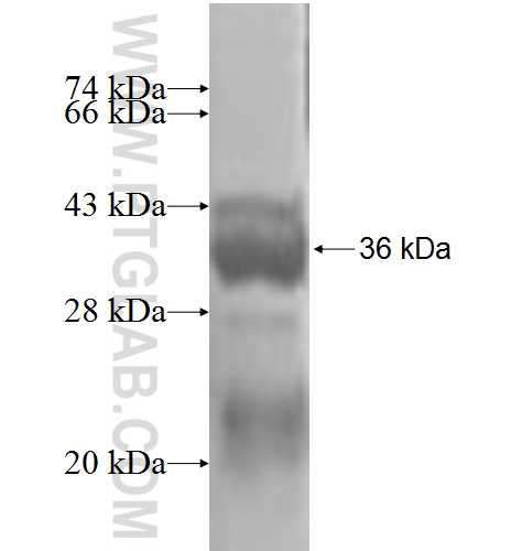 SLC1A1 fusion protein Ag3379 SDS-PAGE