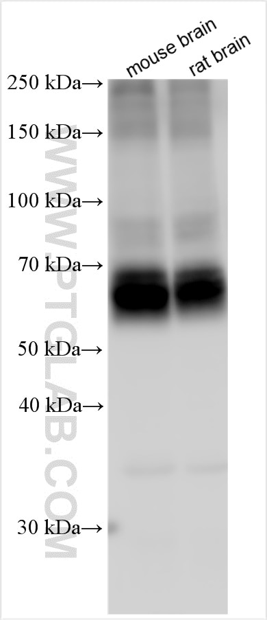 WB analysis using 22515-1-AP