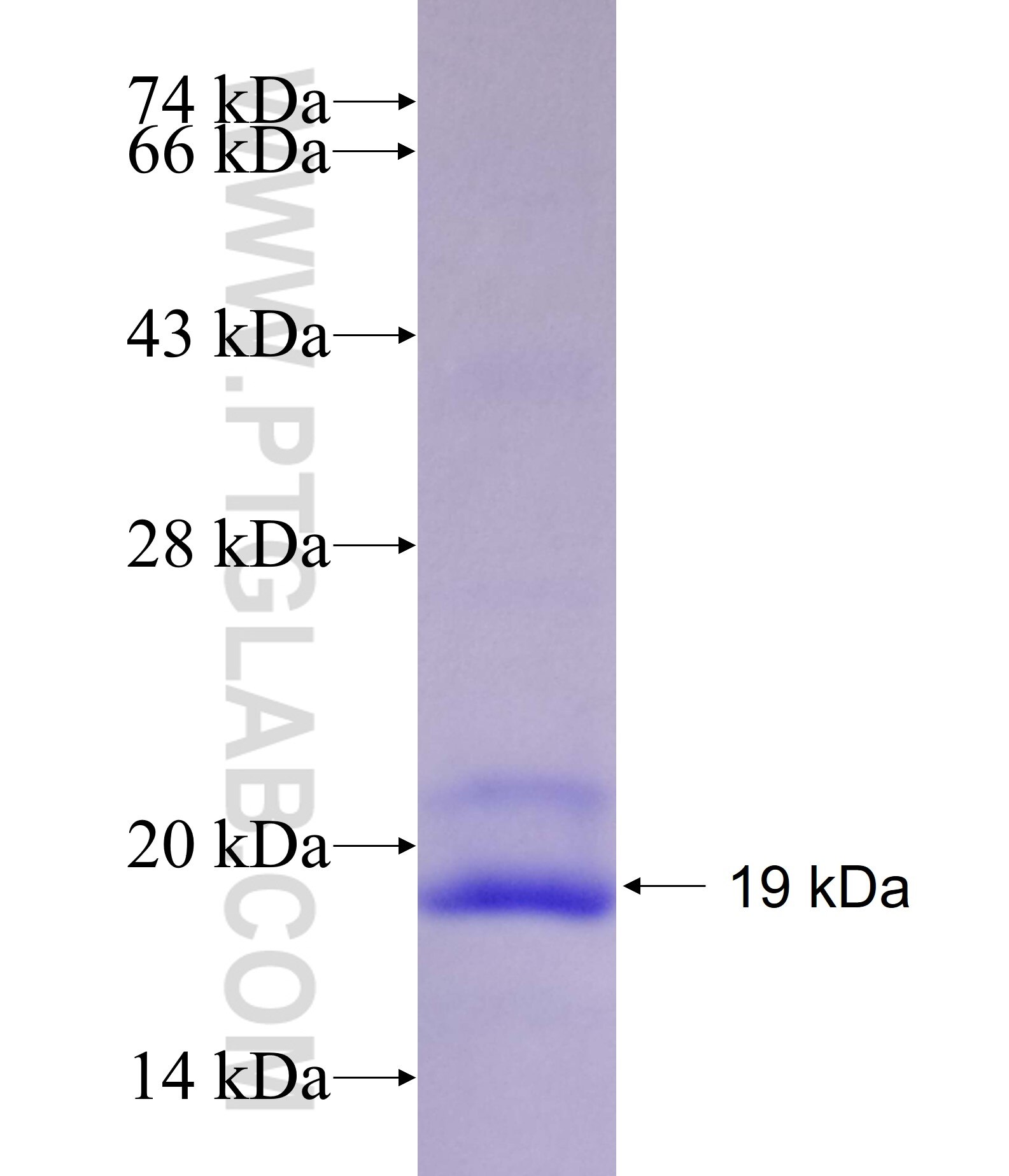 SLC1A2 fusion protein Ag19816 SDS-PAGE