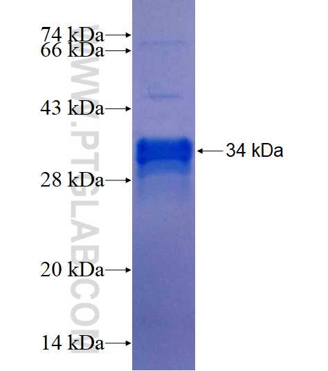 SLC1A3 fusion protein Ag14177 SDS-PAGE