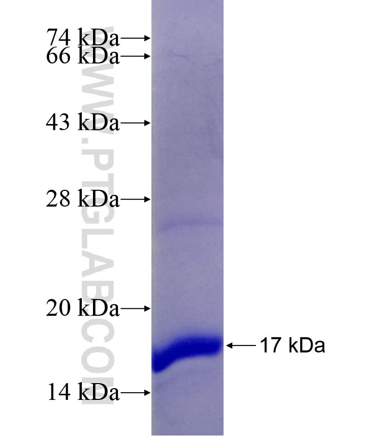 SLC1A3 fusion protein Ag16962 SDS-PAGE