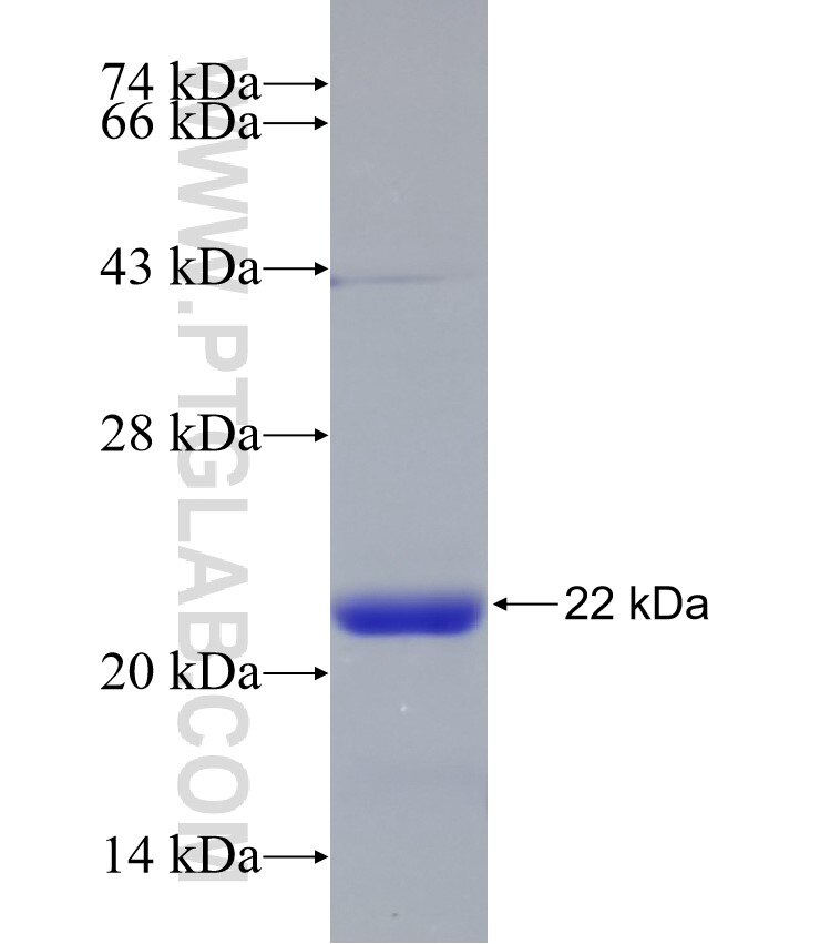 SLC1A4 fusion protein Ag17328 SDS-PAGE