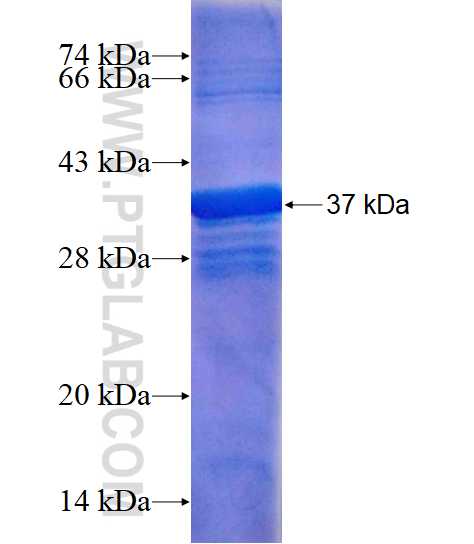 SLC1A4 fusion protein Ag3763 SDS-PAGE