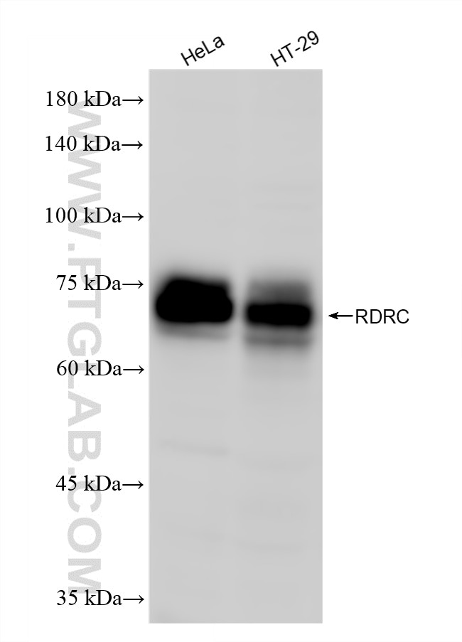 Western Blot (WB) analysis of various lysates using SLC1A5/ASCT2 Recombinant monoclonal antibody (87833-2-RR)