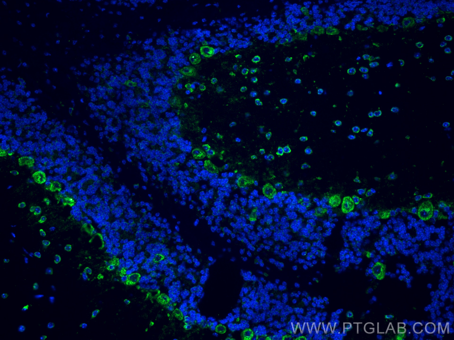 Immunofluorescence (IF) / fluorescent staining of mouse cerebellum tissue using EAAT4 Polyclonal antibody (12876-1-AP)