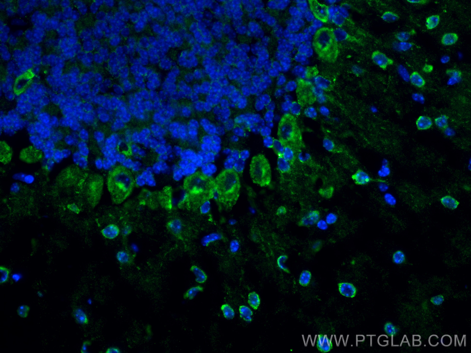 Immunofluorescence (IF) / fluorescent staining of mouse cerebellum tissue using EAAT4 Polyclonal antibody (12876-1-AP)
