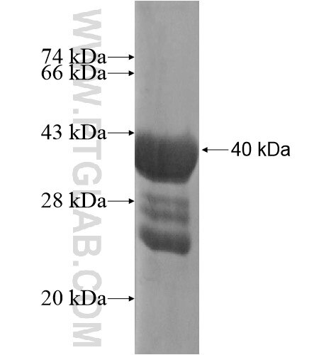 SLC1A7 fusion protein Ag14193 SDS-PAGE