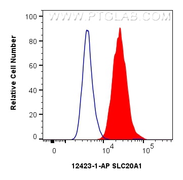 Flow cytometry (FC) experiment of HeLa cells using SLC20A1 Polyclonal antibody (12423-1-AP)