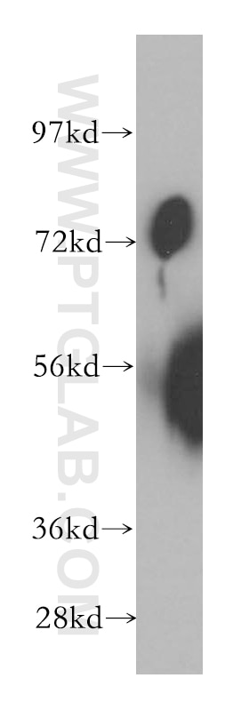 WB analysis of K-562 using 12423-1-AP