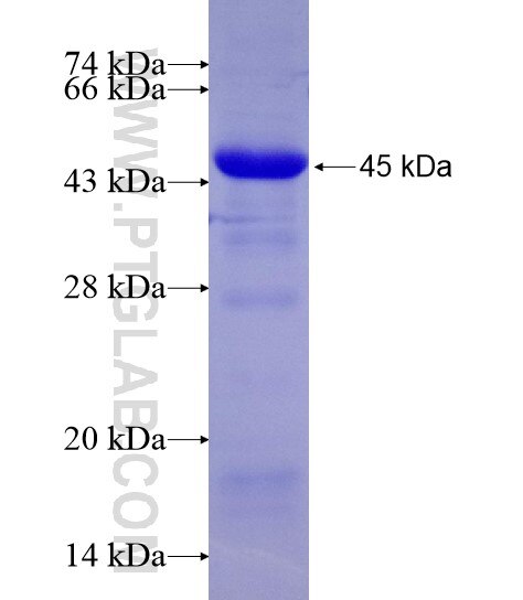 SLC20A1 fusion protein Ag28848 SDS-PAGE