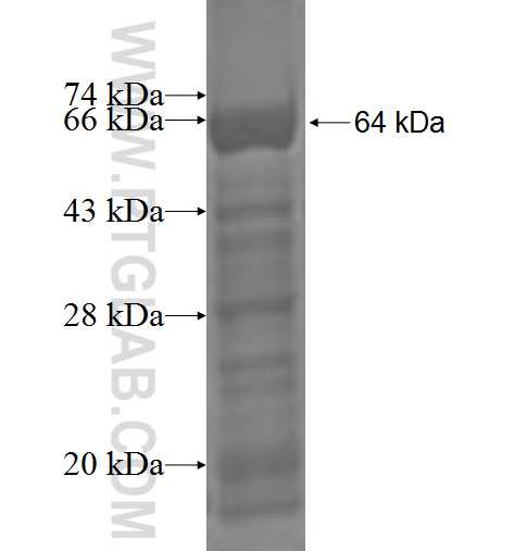 SLC20A1 fusion protein Ag3084 SDS-PAGE