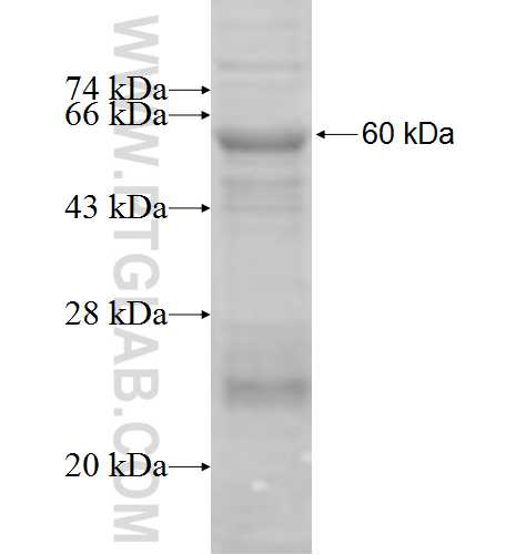 URAT1 fusion protein Ag6770 SDS-PAGE