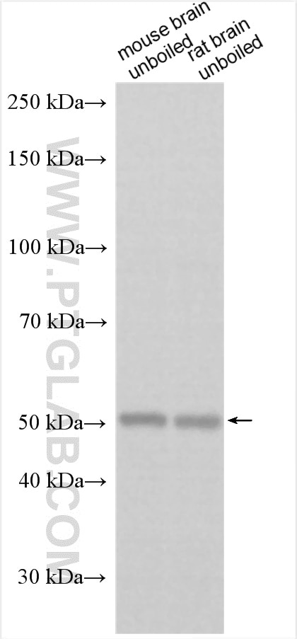 Western Blot (WB) analysis of various lysates using SLC22A13 Polyclonal antibody (27301-1-AP)