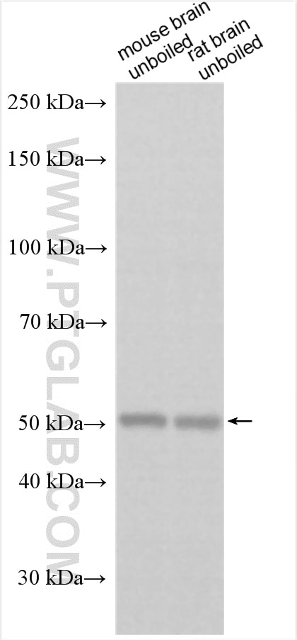 WB analysis using 27301-1-AP