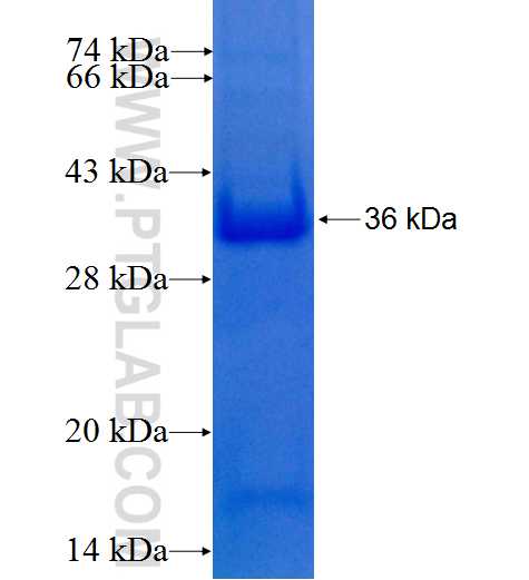 SLC22A13 fusion protein Ag24072 SDS-PAGE