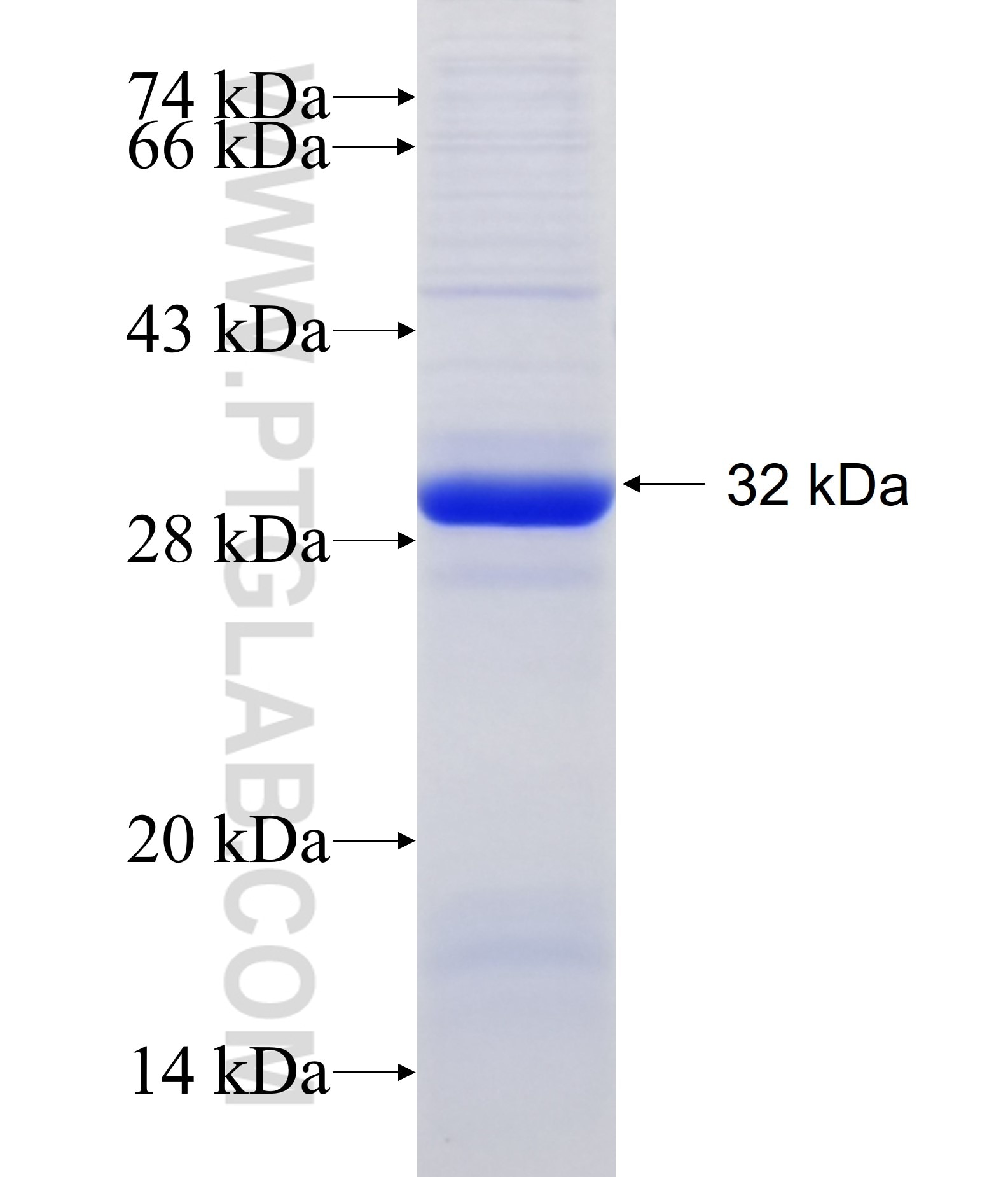 SLC22A13 fusion protein Ag24072 SDS-PAGE