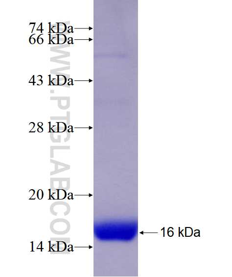 SLC22A14 fusion protein Ag28494 SDS-PAGE