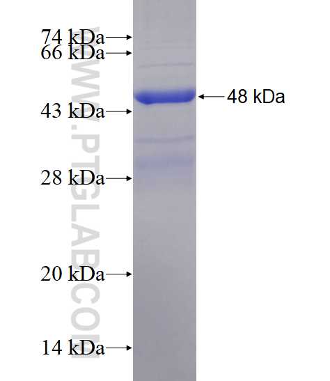 SLC22A14 fusion protein Ag12180 SDS-PAGE