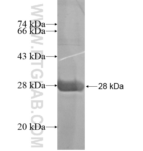 SLC22A14 fusion protein Ag12409 SDS-PAGE