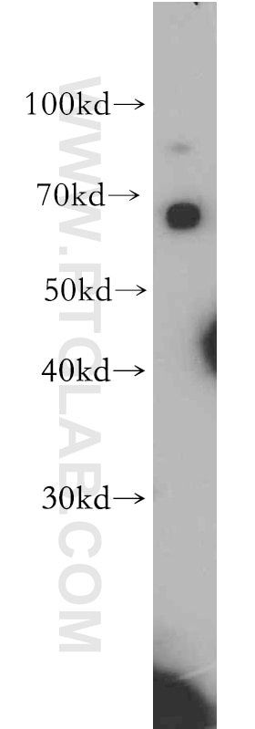 Western Blot (WB) analysis of L02 cells using SLC22A15 Polyclonal antibody (20626-1-AP)