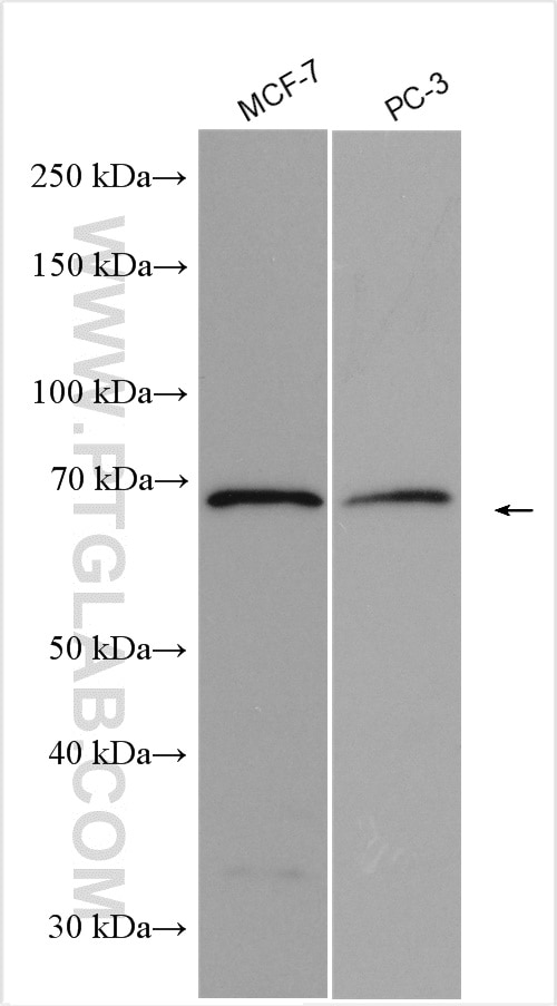 Western Blot (WB) analysis of various lysates using SLC22A16 Polyclonal antibody (26833-1-AP)