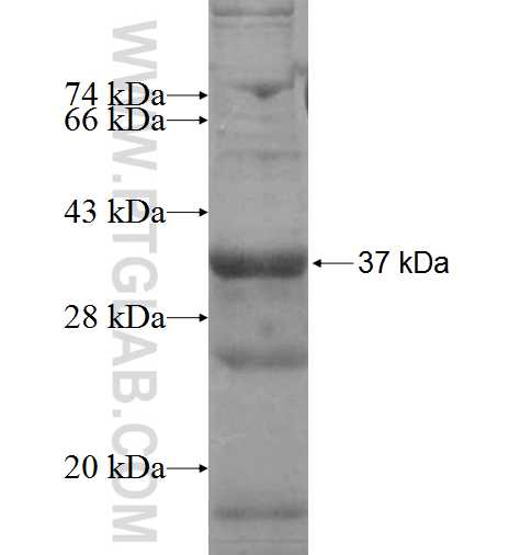 SLC22A17 fusion protein Ag3013 SDS-PAGE