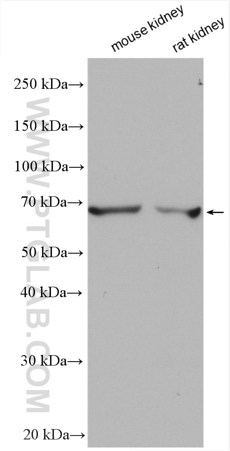 WB analysis using 13594-1-AP