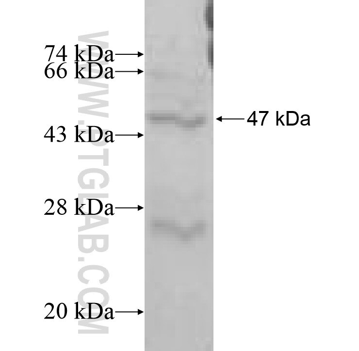 SLC22A5 fusion protein Ag9450 SDS-PAGE