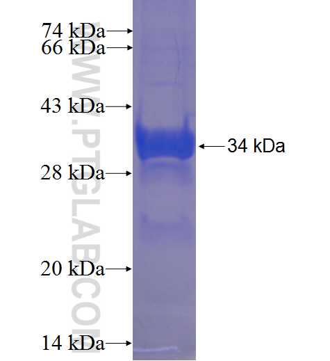 SLC22A6 fusion protein Ag24234 SDS-PAGE