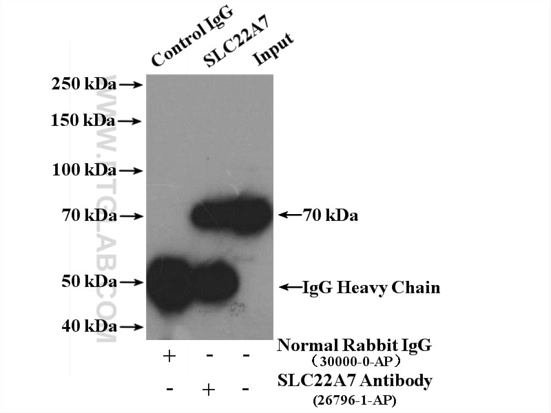 Immunoprecipitation (IP) experiment of mouse liver tissue using SLC22A7 Polyclonal antibody (26796-1-AP)