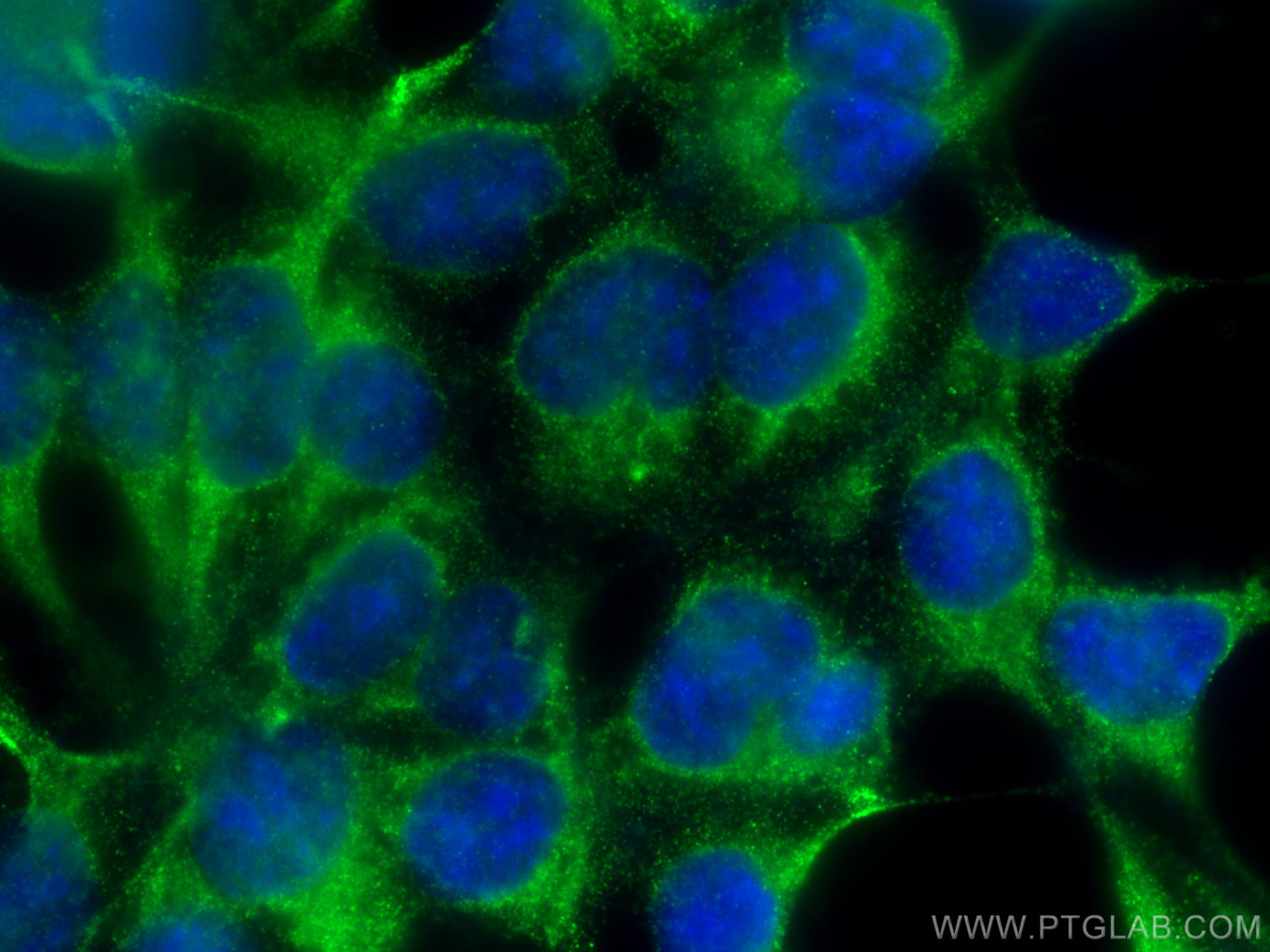 Immunofluorescence (IF) / fluorescent staining of HEK-293 cells using SLC22A7 Monoclonal antibody (67479-1-Ig)