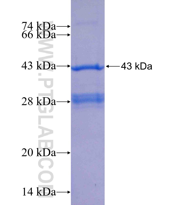 SLC22A7 fusion protein Ag25217 SDS-PAGE