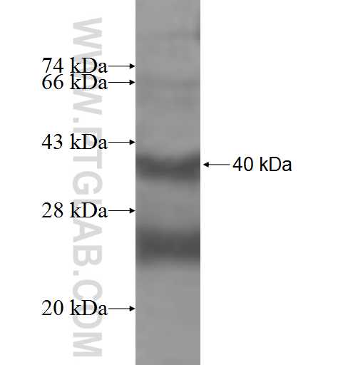SLC22A8 fusion protein Ag9527 SDS-PAGE